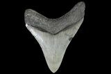 Fossil Megalodon Tooth - Serrated Blade #74060-1